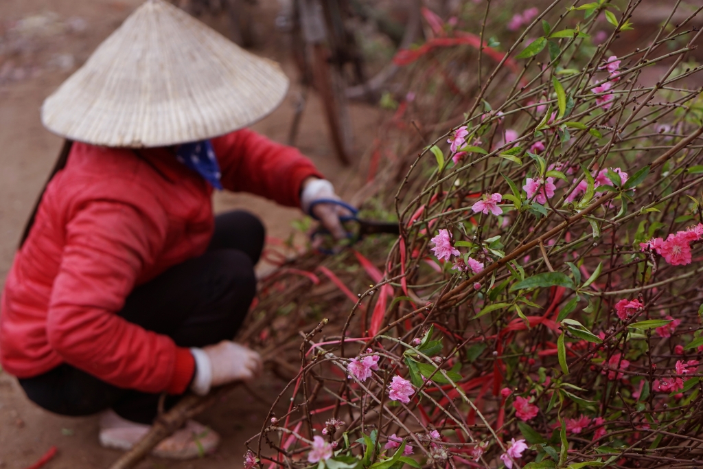 hoa dao nhat tan rung do vuon sau mua ret keo dai