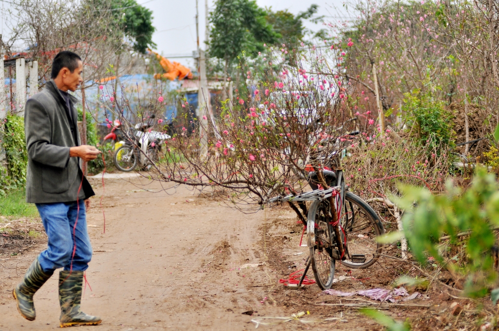 hoa dao nhat tan rung do vuon sau mua ret keo dai