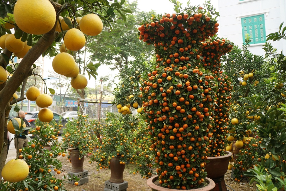 quyt loc binh gia 45 trieu dong do bo ha noi cho khach mua choi tet