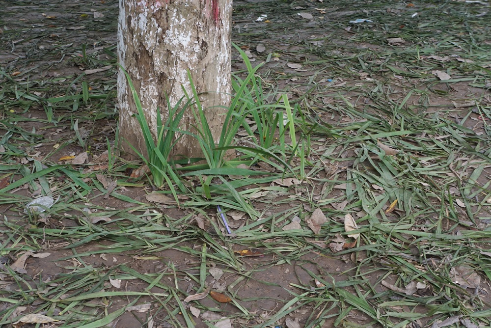 canh tan nat vuon hoa ven ho hoan kiem tu giao thua tet duong lich