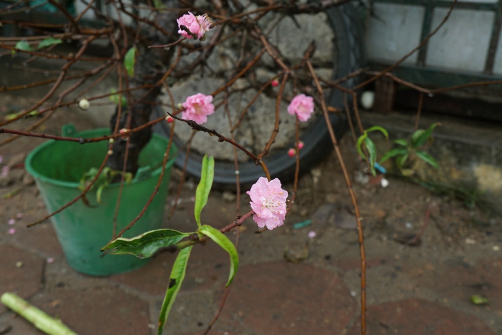 dao nhat tan xuong pho som gia nua trieu dong