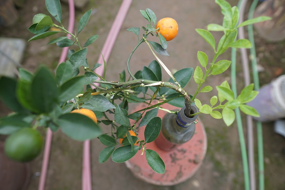 quat canh trong trong chai ruou choi tet mau tuat 2018