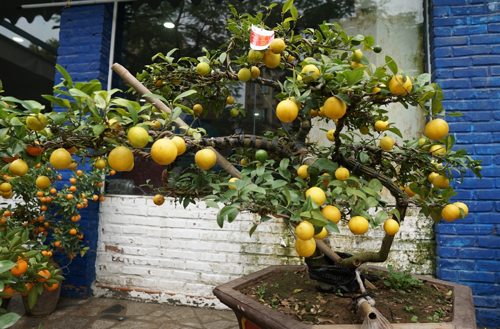chanh vang phu quy choi tet mau tuat co gia khung o ha noi