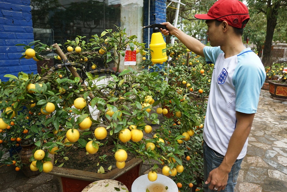 chanh vang phu quy choi tet mau tuat co gia khung o ha noi