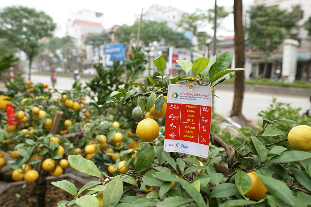 chanh vang phu quy choi tet mau tuat co gia khung o ha noi