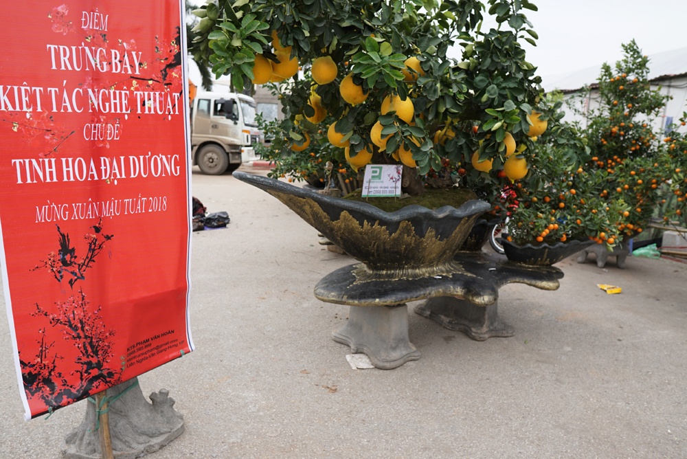 'Siêu phẩm' quất cảnh giá trăm triệu đồng của chàng kiến trúc sư sieu pham quat canh gia tram trieu dong cua chang kien truc su