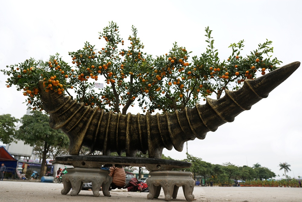 'Siêu phẩm' quất cảnh giá trăm triệu đồng của chàng kiến trúc sư sieu pham quat canh gia tram trieu dong cua chang kien truc su