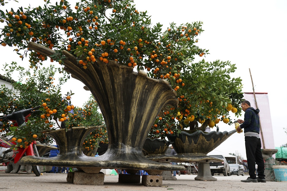 'Siêu phẩm' quất cảnh giá trăm triệu đồng của chàng kiến trúc sư sieu pham quat canh gia tram trieu dong cua chang kien truc su