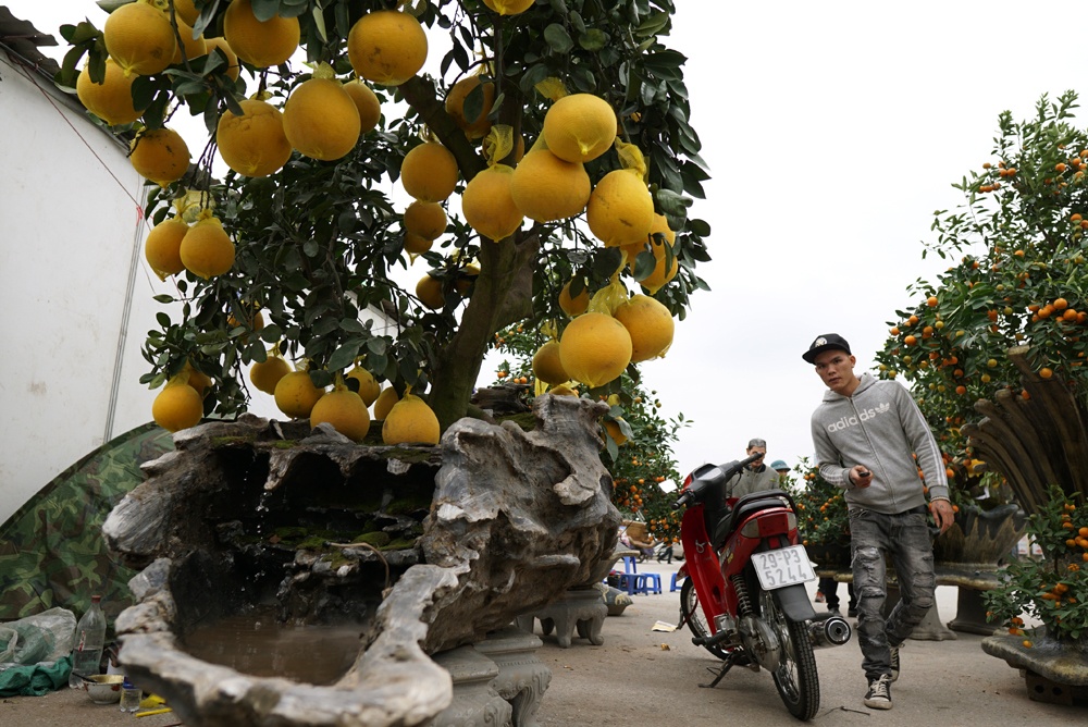 'Siêu phẩm' quất cảnh giá trăm triệu đồng của chàng kiến trúc sư sieu pham quat canh gia tram trieu dong cua chang kien truc su