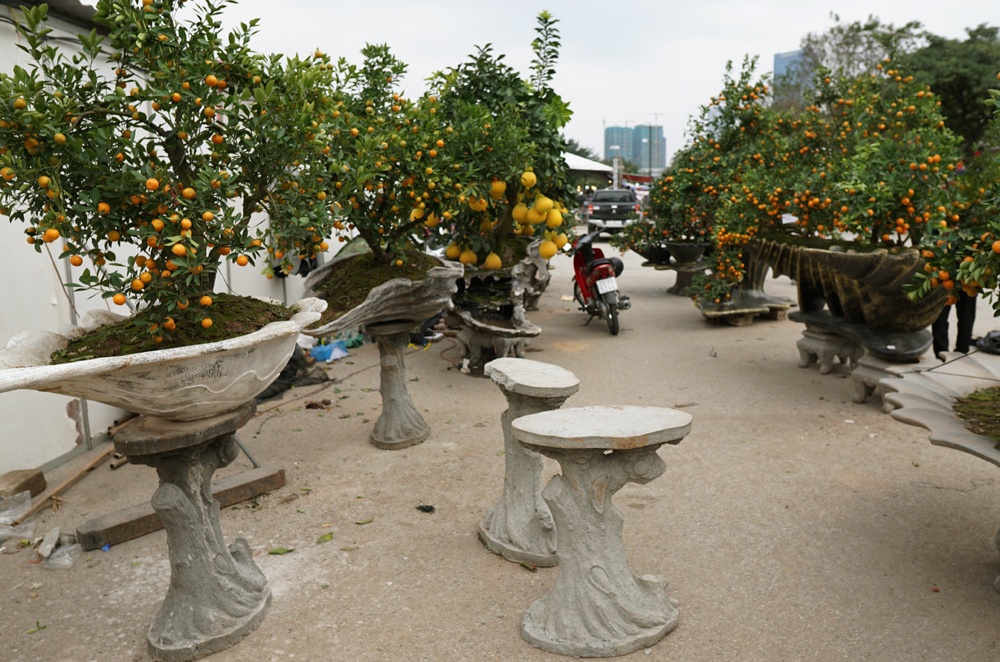 'Siêu phẩm' quất cảnh giá trăm triệu đồng của chàng kiến trúc sư sieu pham quat canh gia tram trieu dong cua chang kien truc su