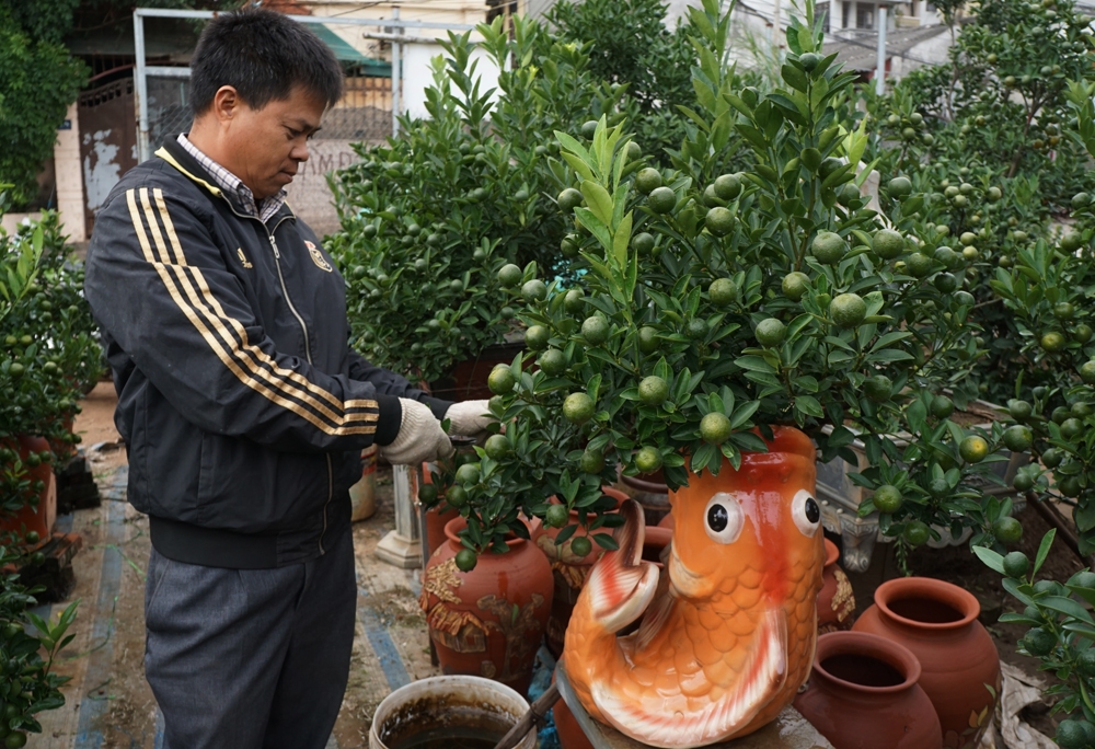 quat bonsai sieu dep dang mua nhat tet mau tuat