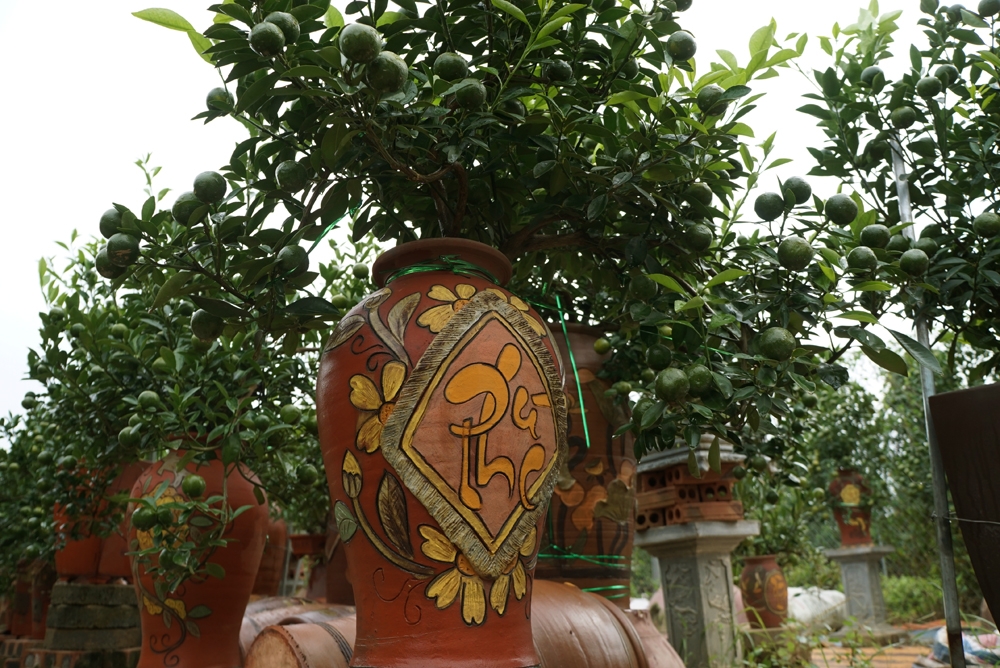quat bonsai sieu dep dang mua nhat tet mau tuat