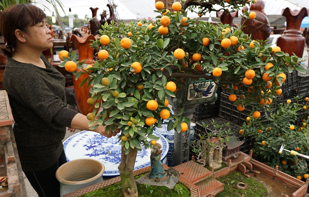 quat bonsai sieu dep dang mua nhat tet mau tuat