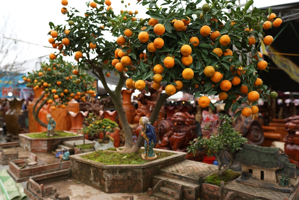 quat bonsai sieu dep dang mua nhat tet mau tuat
