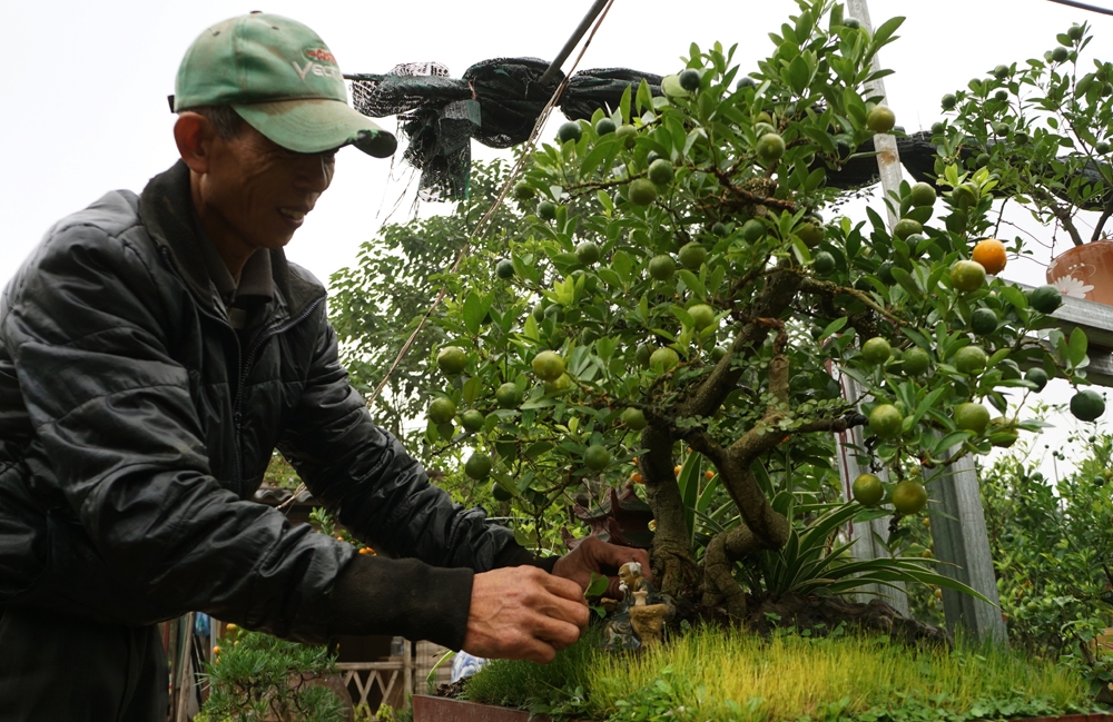 quat bonsai sieu dep dang mua nhat tet mau tuat