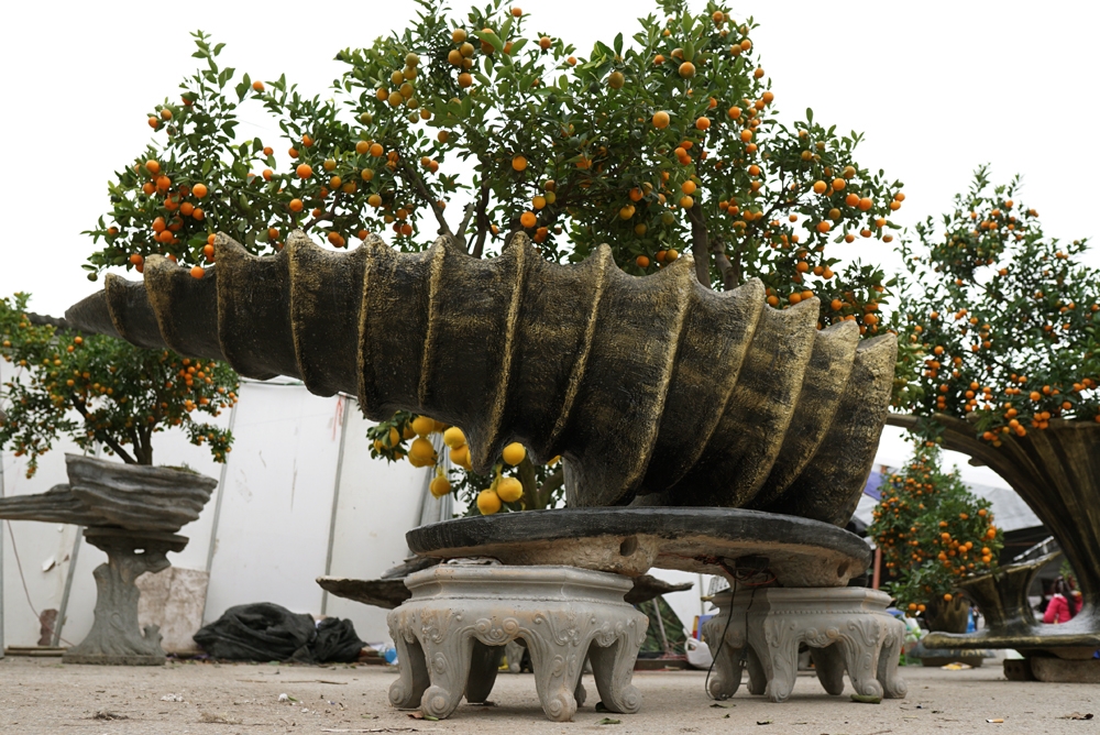 quat bonsai sieu dep dang mua nhat tet mau tuat