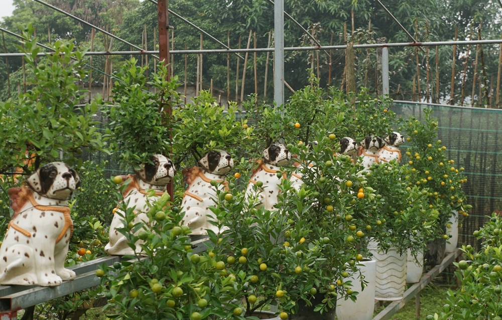 quat bonsai sieu dep dang mua nhat tet mau tuat