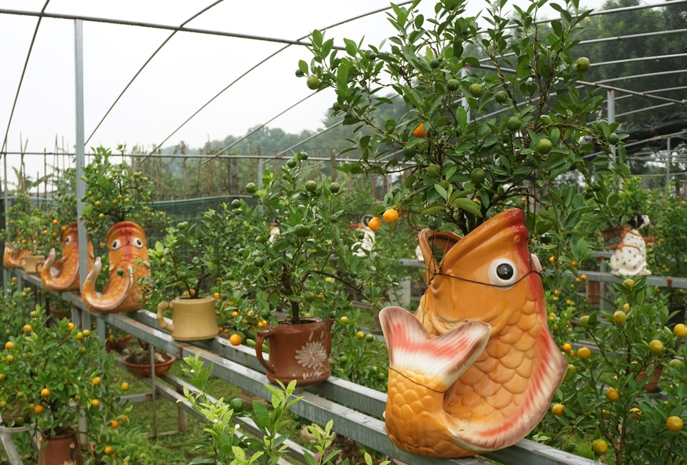 quat bonsai sieu dep dang mua nhat tet mau tuat