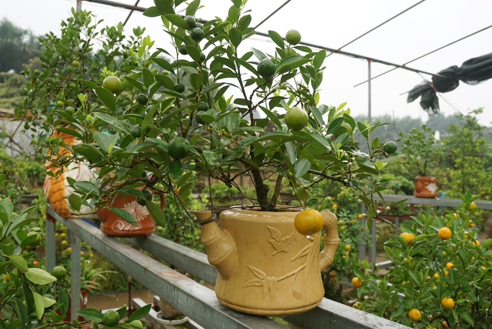 quat bonsai sieu dep dang mua nhat tet mau tuat