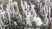 tuyen cap treo len dinh mau son dinh tre do dau