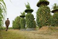 du du bonsai cay canh bac trieu hut khach dip tet nguyen dan 2019