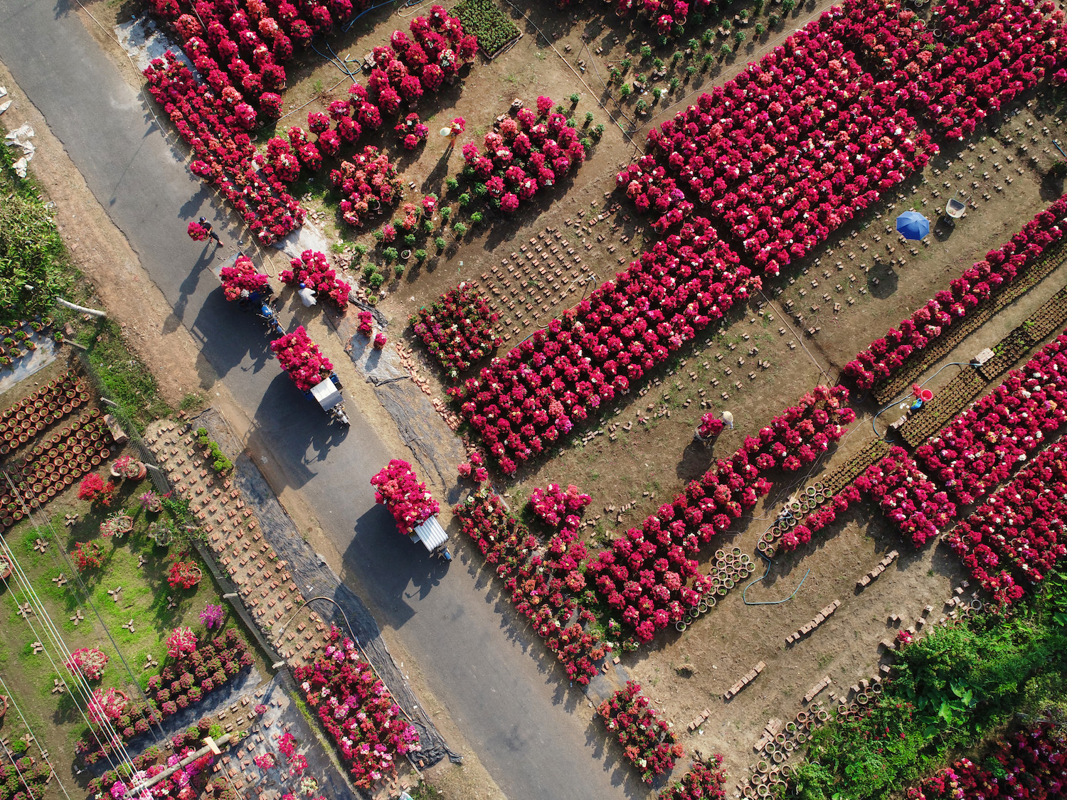 sac hoa giay phu do tuyen duong dai o ben tre