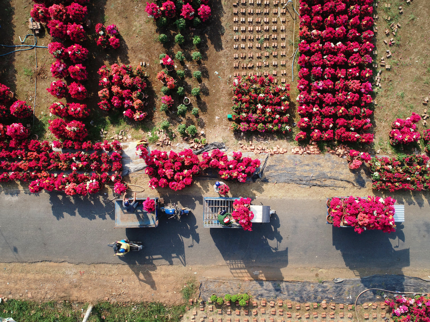 sac hoa giay phu do tuyen duong dai o ben tre