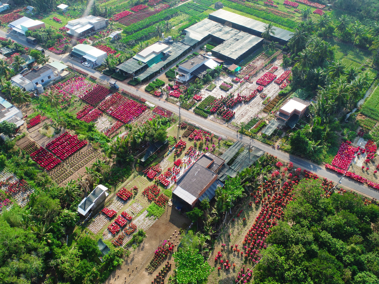 sac hoa giay phu do tuyen duong dai o ben tre