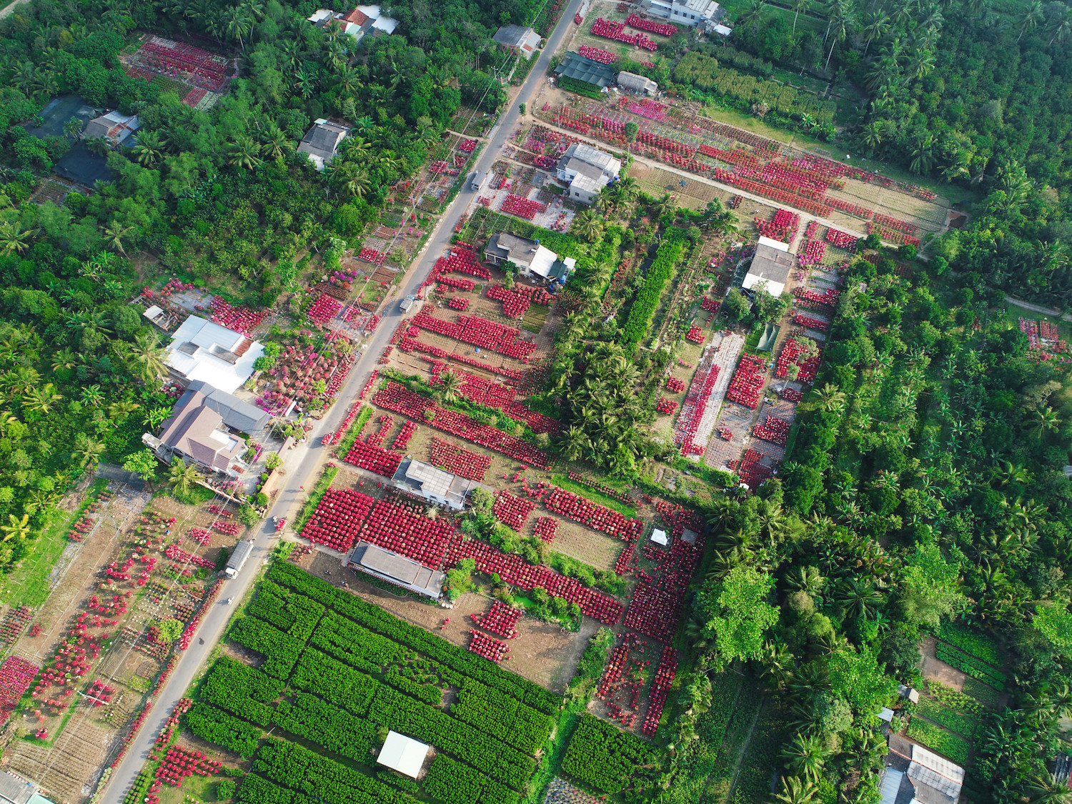 sac hoa giay phu do tuyen duong dai o ben tre