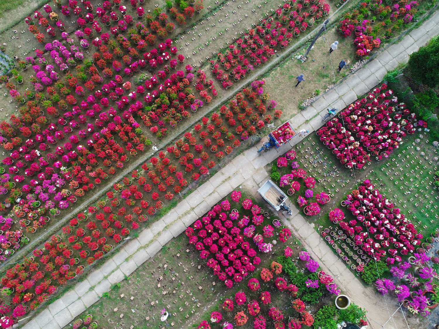 sac hoa giay phu do tuyen duong dai o ben tre