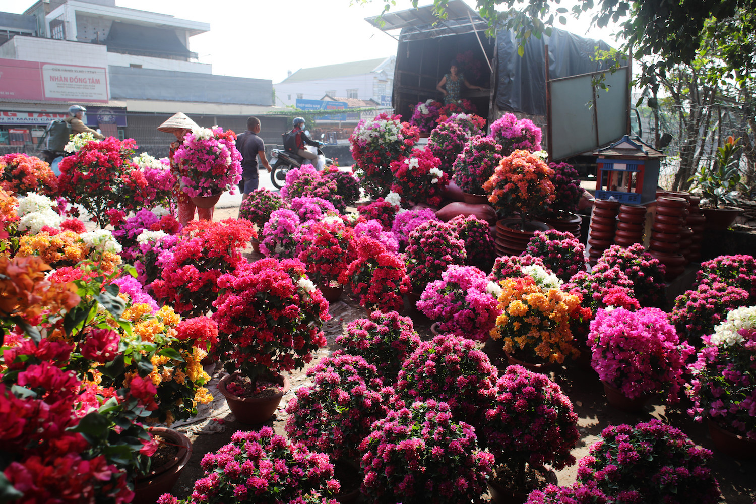 sac hoa giay phu do tuyen duong dai o ben tre