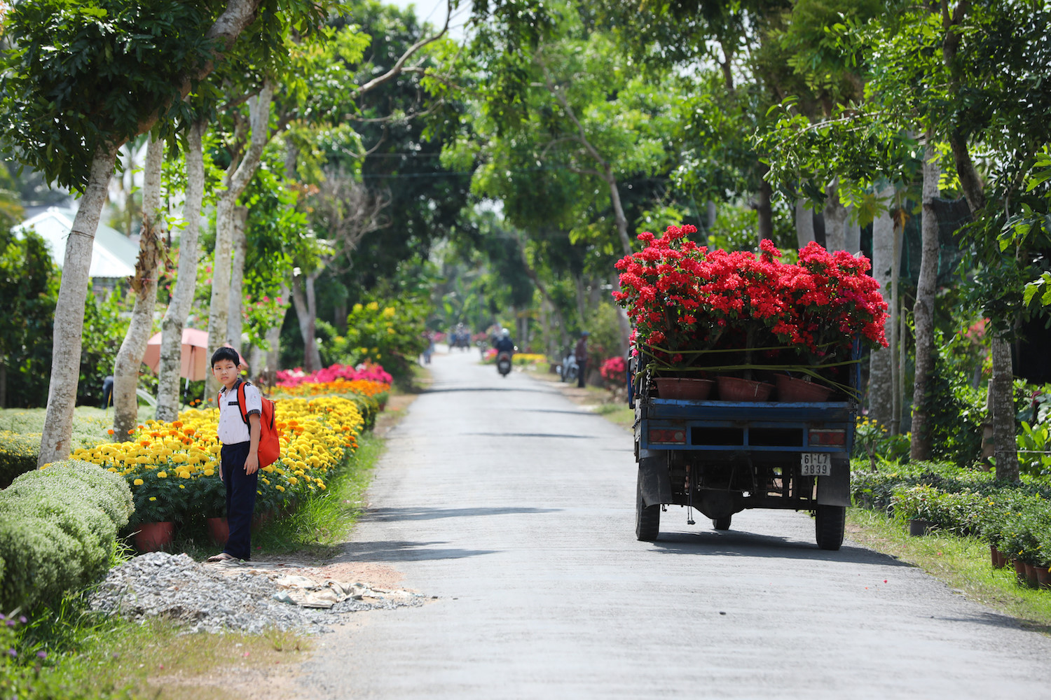 sac hoa giay phu do tuyen duong dai o ben tre