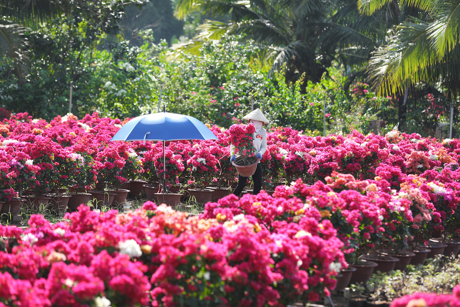 sac hoa giay phu do tuyen duong dai o ben tre