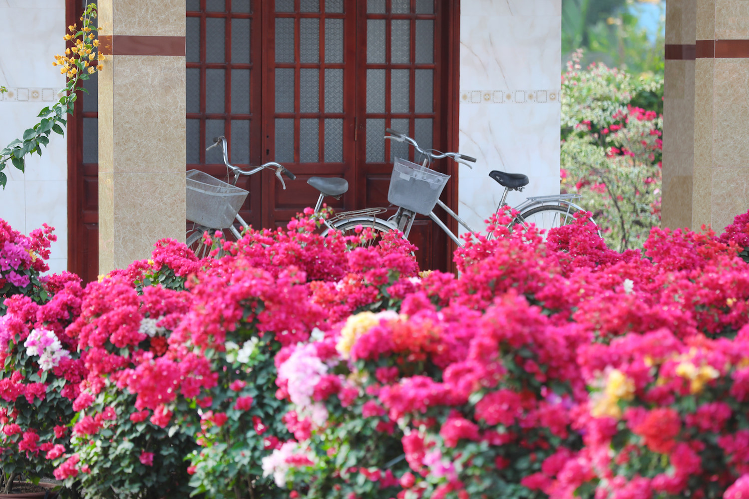 sac hoa giay phu do tuyen duong dai o ben tre
