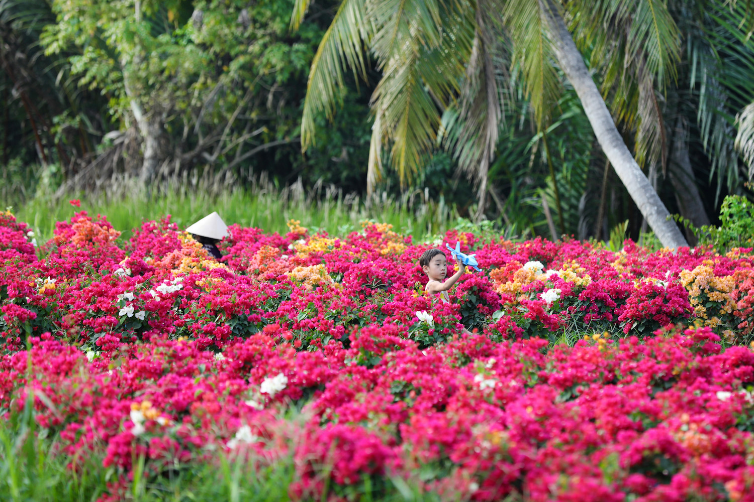 sac hoa giay phu do tuyen duong dai o ben tre