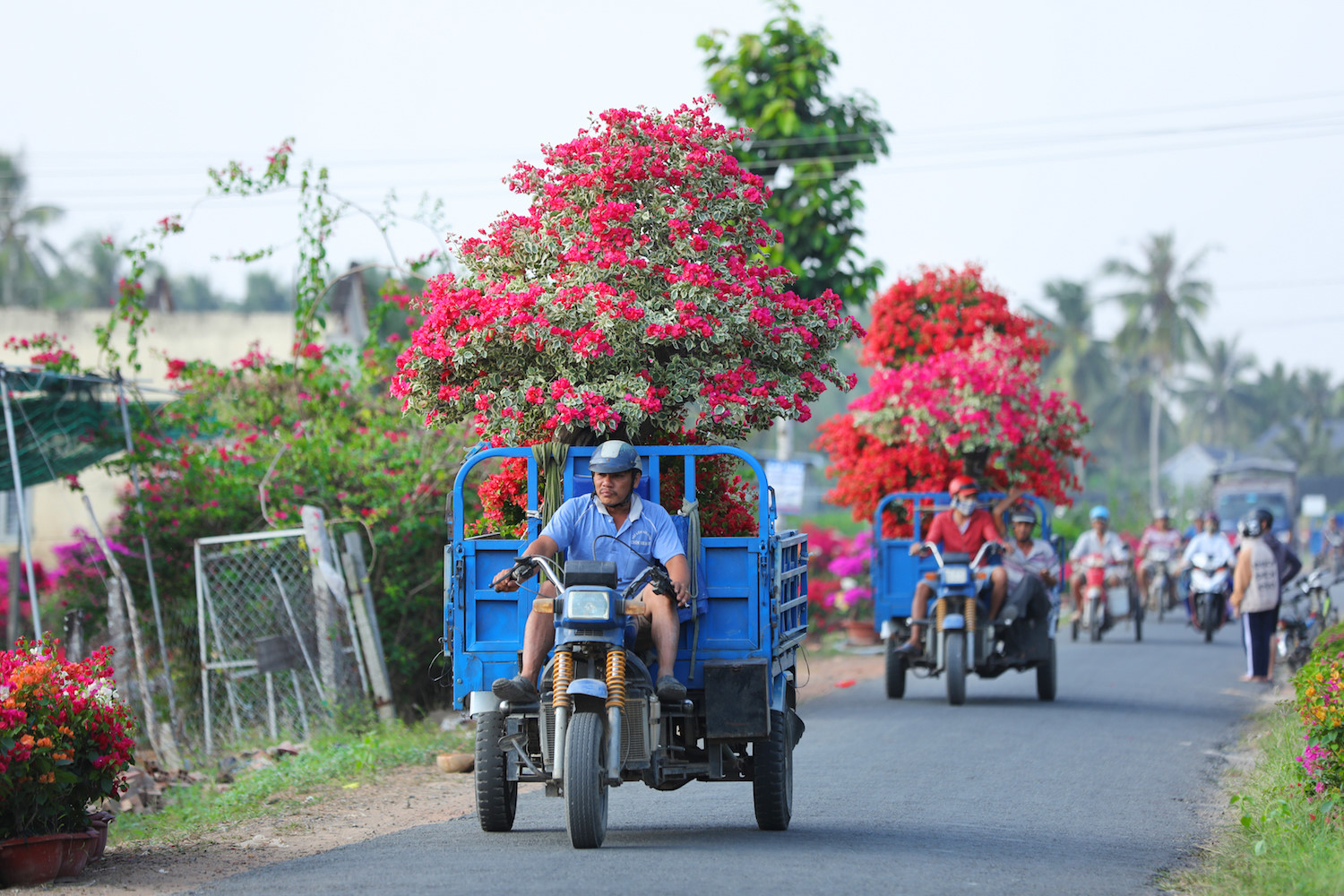 sac hoa giay phu do tuyen duong dai o ben tre
