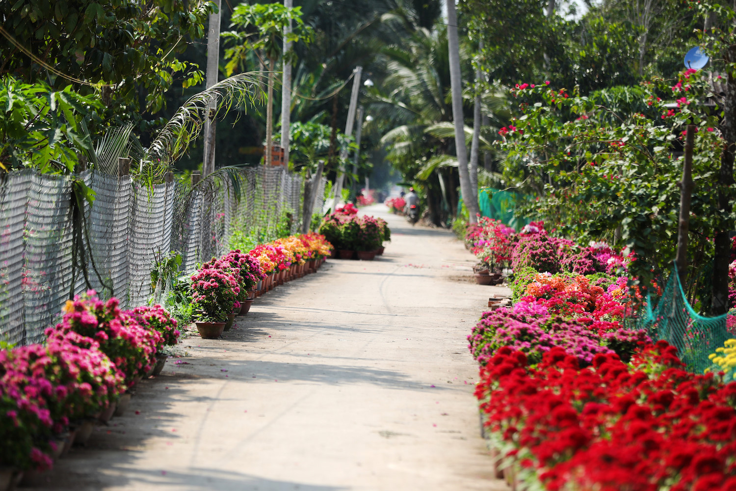 sac hoa giay phu do tuyen duong dai o ben tre