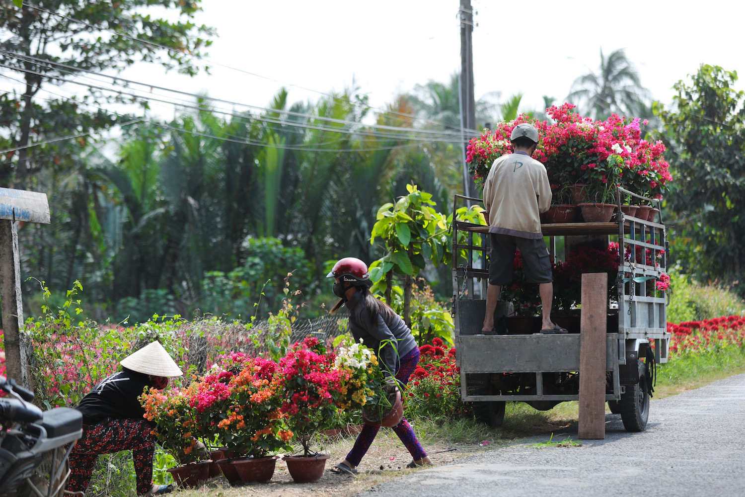 sac hoa giay phu do tuyen duong dai o ben tre