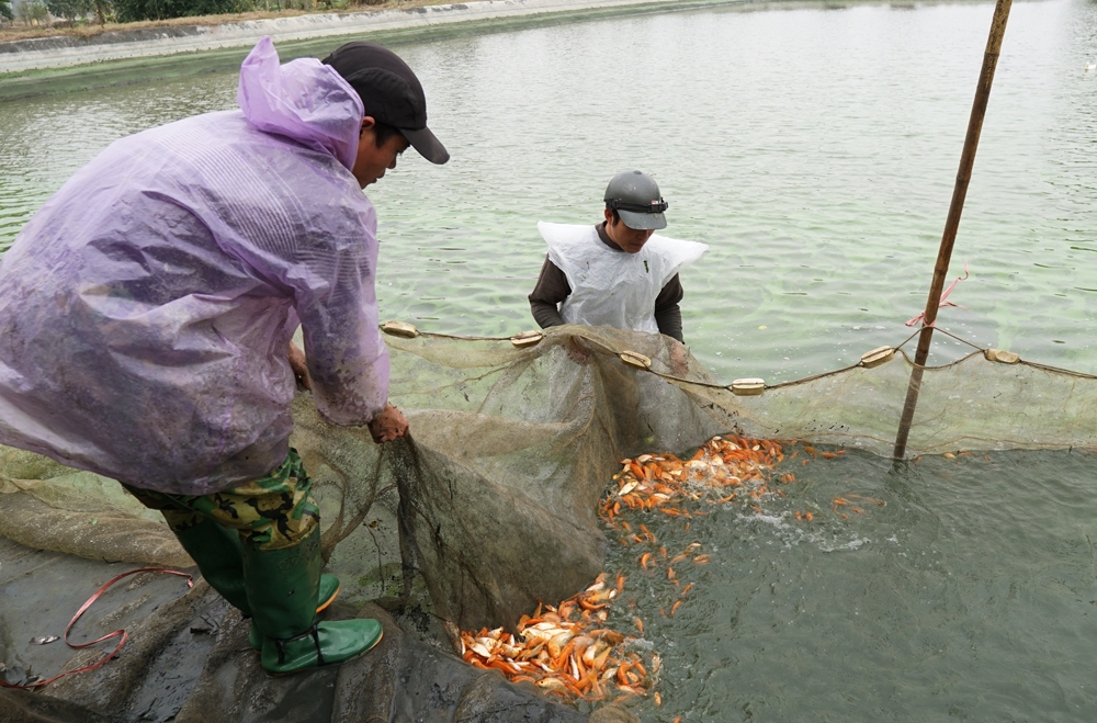 loi nuoc lanh bat ca chep do chuan bi cung tao quan