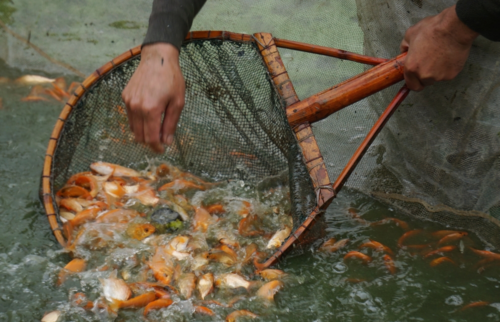 loi nuoc lanh bat ca chep do chuan bi cung tao quan