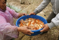 lang ca chep do hoi ha thu hoach truoc tet cong tao