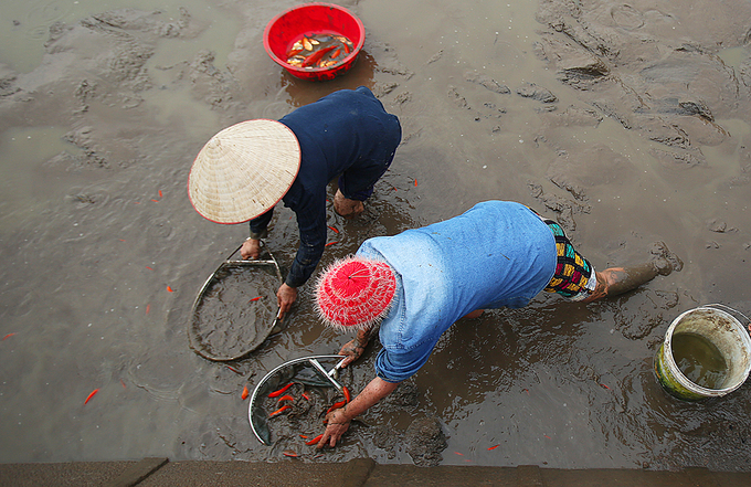 lang ca chep do hoi ha thu hoach truoc tet cong tao