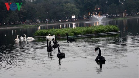 lo thien nga bi bat trom khi tha xuong ho o ha noi