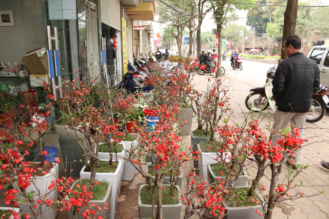 mai do trung quoc gia bac trieu o at do bo thu phu dao viet