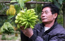Làng phật thủ Hà Nội đắt khách ngày giáp Tết