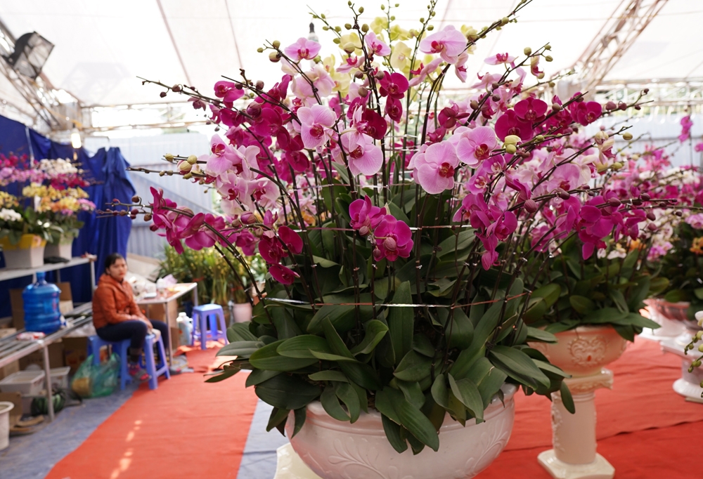 gan 40 trieu dong mot chau lan ho diep choi tet o ha noi