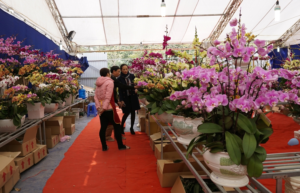 gan 40 trieu dong mot chau lan ho diep choi tet o ha noi