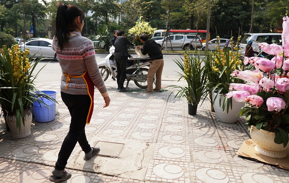 gan 40 trieu dong mot chau lan ho diep choi tet o ha noi