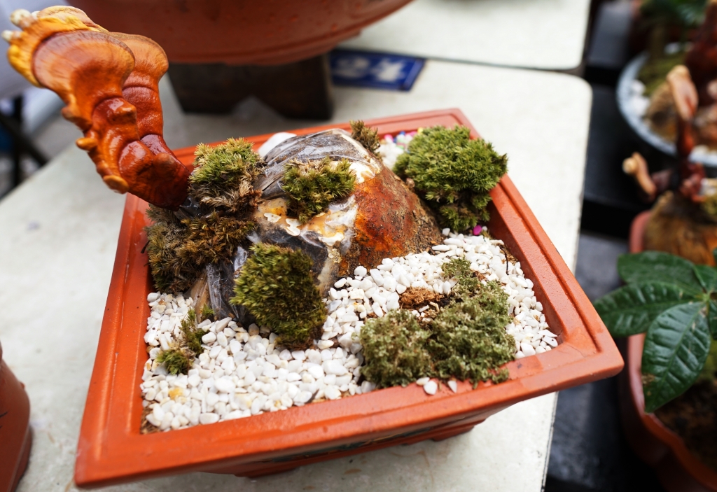 bonsai nam linh chi choi tet xong van dung lam thuoc