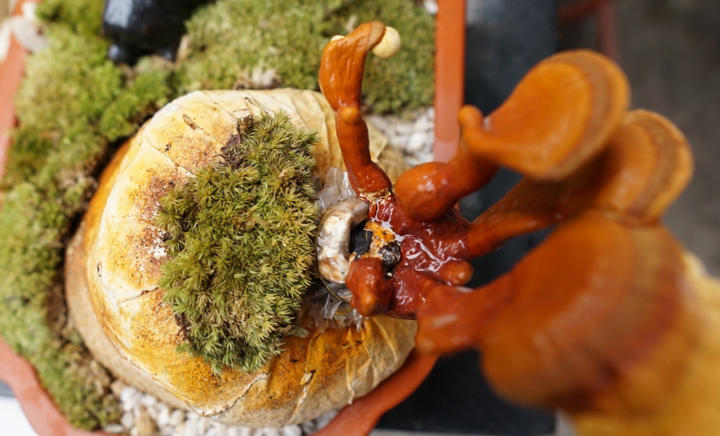 bonsai nam linh chi choi tet xong van dung lam thuoc